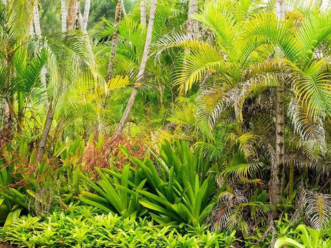 Hawaii-Maui-Hana-garden on the road to Hana with palms and bromide plants White Modern Wood Framed Art Print with Double Matting by Gulin, Sylvia