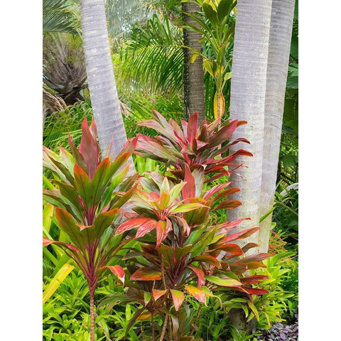 Hawaii-Maui-garden on the Road to Hana with palms and tea plants Black Modern Wood Framed Art Print with Double Matting by Gulin, Sylvia