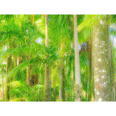 Hawaii-Maui-Road to Hana and the lush tropical Palm Trees White Modern Wood Framed Art Print by Gulin, Sylvia