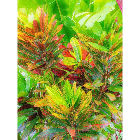 Hawaii-Maui-Kihei-Croton tropical and colorful leaf plant Gold Ornate Wood Framed Art Print with Double Matting by Gulin, Sylvia