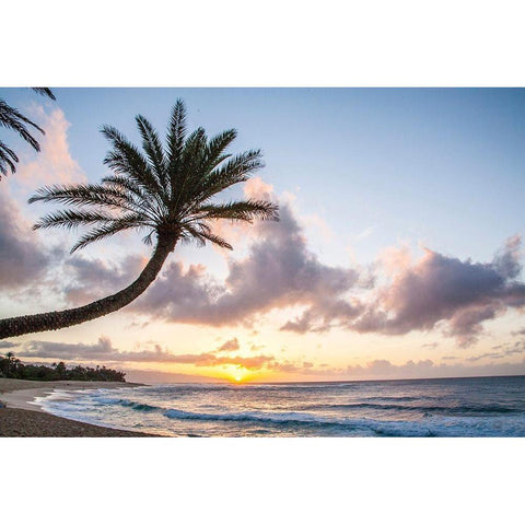 Hawaii-Oahu-North Shore at sunset and palm tree Black Modern Wood Framed Art Print by Gulin, Sylvia