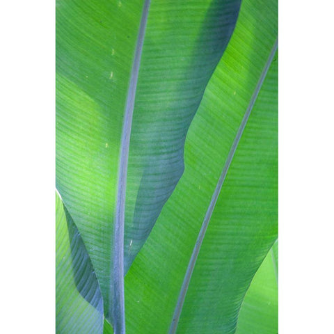 Hawaii-Kauai-Banana leaves Black Modern Wood Framed Art Print with Double Matting by Gulin, Sylvia