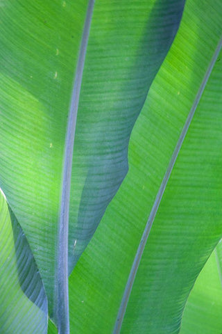 Hawaii-Kauai-Banana leaves White Modern Wood Framed Art Print with Double Matting by Gulin, Sylvia