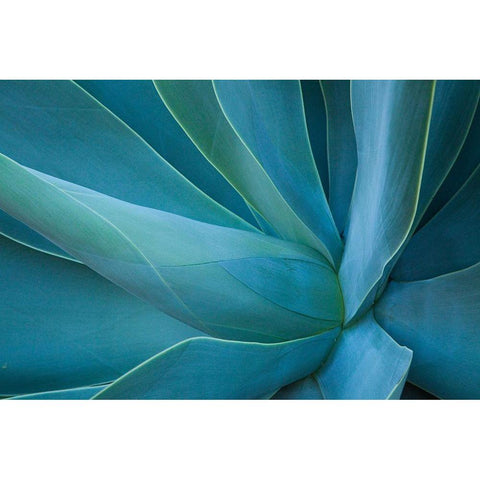 Hawaii-Maui-Kula-agave plant design Black Modern Wood Framed Art Print by Gulin, Sylvia
