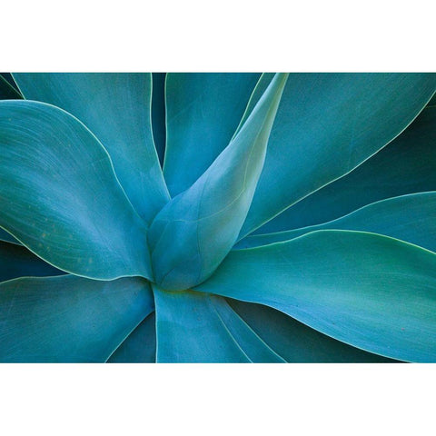 Hawaii-Maui-Kula-agave plant design Gold Ornate Wood Framed Art Print with Double Matting by Gulin, Sylvia