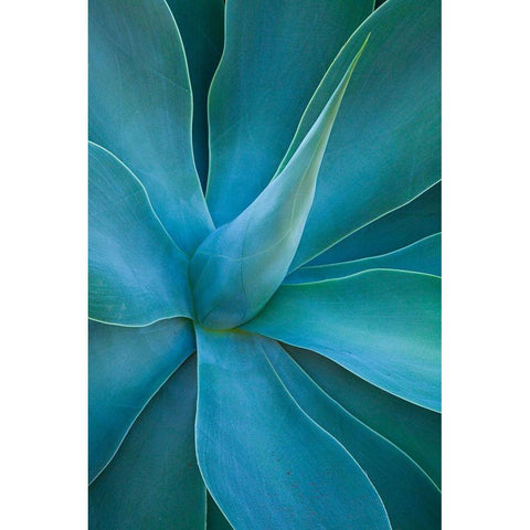 Hawaii-Maui-Kula-agave plant design Black Modern Wood Framed Art Print by Gulin, Sylvia