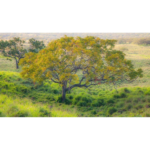 Hawaii-Maui-Kula upcountry lone tree Black Modern Wood Framed Art Print with Double Matting by Gulin, Sylvia
