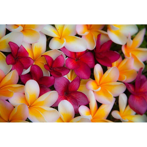 Hawaii-Maui-Kapalua colorful plumeria fallen blooms White Modern Wood Framed Art Print by Gulin, Sylvia