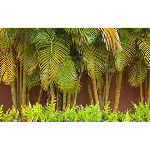Hawaii-Maui-Kihei-Palm trees growing along wall Black Modern Wood Framed Art Print with Double Matting by Gulin, Sylvia