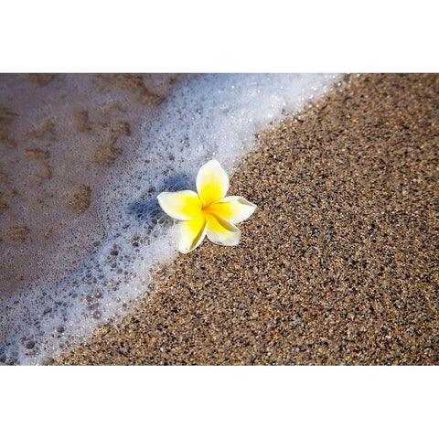 Hawaii-Maui-Kihei beach with fallen Plumeria bloom surfline Black Modern Wood Framed Art Print with Double Matting by Gulin, Sylvia