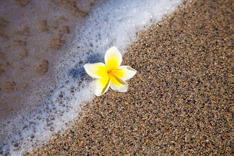 Hawaii-Maui-Kihei beach with fallen Plumeria bloom surfline White Modern Wood Framed Art Print with Double Matting by Gulin, Sylvia