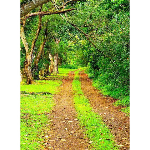 Hawaii-Kauai-gravel tree lined road Black Modern Wood Framed Art Print by Gulin, Sylvia