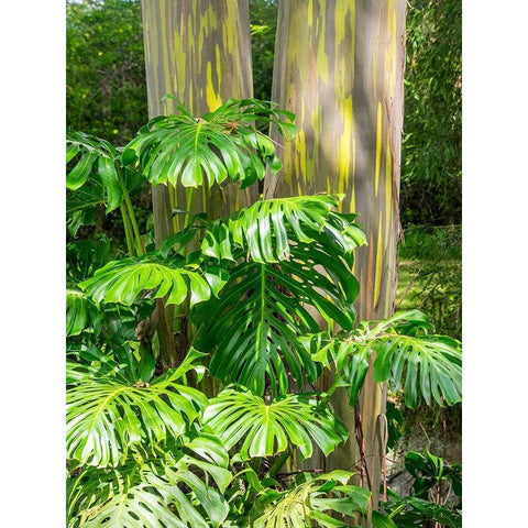 Hawaii-Maui-Up Country-Kula-Kula Botanical Gardens with Rainbow eucalyptus trees Gold Ornate Wood Framed Art Print with Double Matting by Gulin, Sylvia