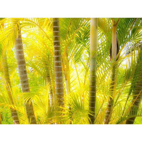 Hawaii-Maui-Up Country-Kula-Kula Botanical Gardens with small tropical palm trees Gold Ornate Wood Framed Art Print with Double Matting by Gulin, Sylvia