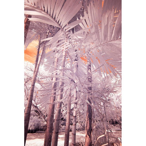 USA-Hawaii-Kauai-Infrared of palm trees of Kauai Black Modern Wood Framed Art Print by Eggers, Terry