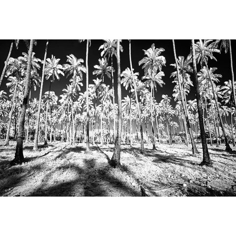 USA-Hawaii-Kauai-Infrared of palm trees of Kauai Black Modern Wood Framed Art Print by Eggers, Terry