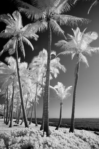 USA-Hawaii-Kauai-Infrared of palm trees of Kauai White Modern Wood Framed Art Print with Double Matting by Eggers, Terry