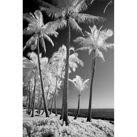 USA-Hawaii-Kauai-Infrared of palm trees of Kauai White Modern Wood Framed Art Print by Eggers, Terry