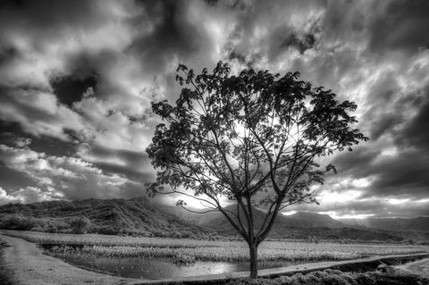 USA-Hawaii-Kauai-Infrared image of Lone tree in Taro fields White Modern Wood Framed Art Print with Double Matting by Eggers, Terry