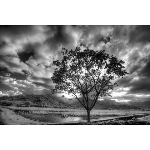 USA-Hawaii-Kauai-Infrared image of Lone tree in Taro fields Black Modern Wood Framed Art Print by Eggers, Terry