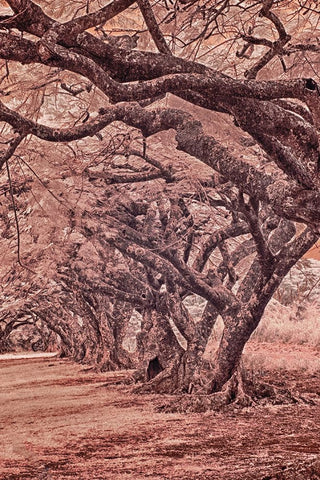 USA-Hawaii-Kauai-Infrared Island of rows of trees on Kauai Black Ornate Wood Framed Art Print with Double Matting by Eggers, Terry