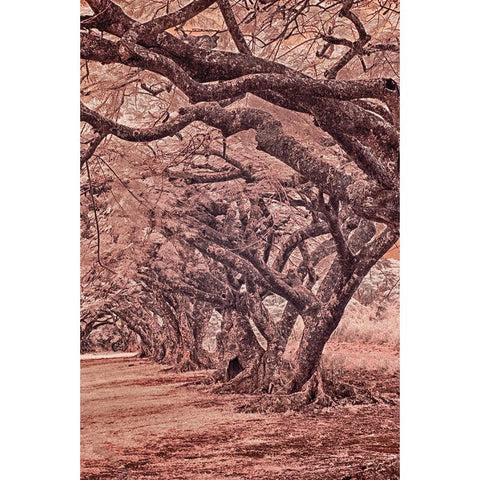 USA-Hawaii-Kauai-Infrared Island of rows of trees on Kauai Black Modern Wood Framed Art Print by Eggers, Terry