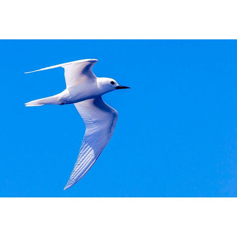 White Tern in Hawaiian a Manu-o-Ku in flight-Waikiki Black Modern Wood Framed Art Print by Norring, Tom