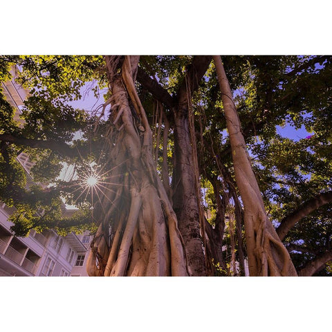 Majestic old Banyan tree with sunstar-Waikiki-Oahu-Hawaii Black Modern Wood Framed Art Print with Double Matting by Norring, Tom