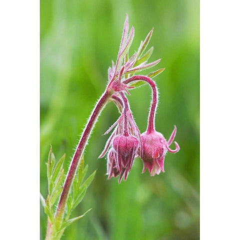 Idaho, Sawtooth Mountains Detail of wildflowers Black Modern Wood Framed Art Print by Flaherty, Dennis