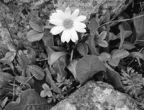 Idaho, Sawtooth NRA White wyethia bloom Black Ornate Wood Framed Art Print with Double Matting by Flaherty, Dennis