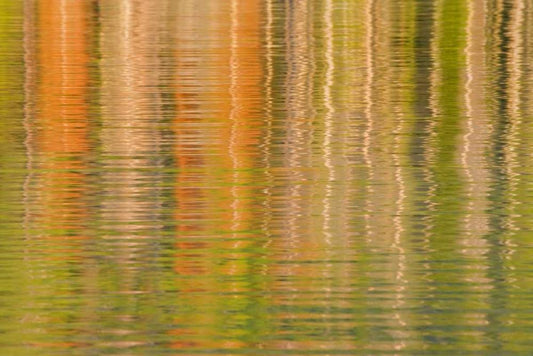Image Only