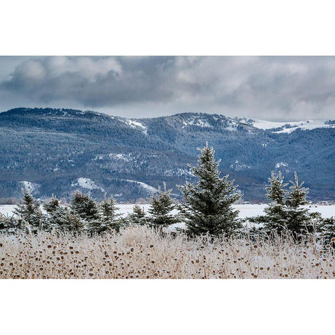 Evergreen trees in winter with Teton Mountains in distance-Driggs-Idaho White Modern Wood Framed Art Print by Garber, Howie