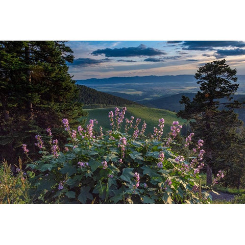 USA-Idaho-Mountain Globemallow and view of Teton Valley Black Modern Wood Framed Art Print by Garber, Howie