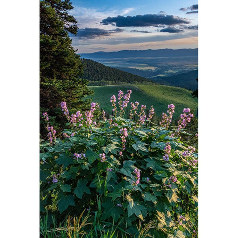 USA-Idaho-Mountain Globemallow and view of Teton Valley Black Modern Wood Framed Art Print with Double Matting by Garber, Howie