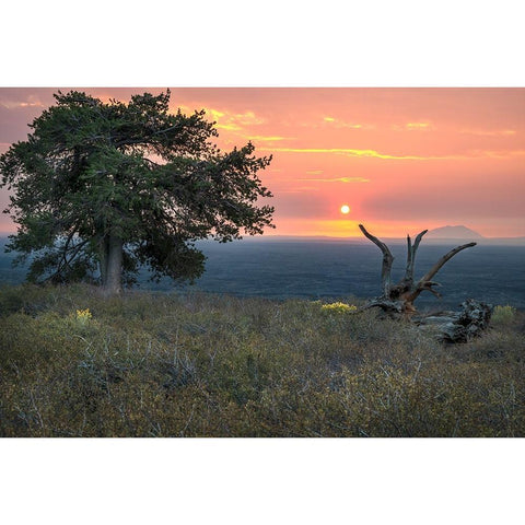 USA-Idaho-Craters of the Moon National Monument and Reserve Limber pine Black Modern Wood Framed Art Print by Davidson, Janell