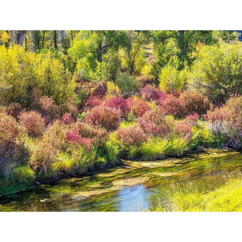 Idaho-Swan Valley along the snake river dogwood and cottonwoods in fall colors White Modern Wood Framed Art Print by Gulin, Sylvia