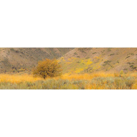 Idaho-Highway 89-Montpelier-Lone tree golden autumn colors Black Modern Wood Framed Art Print with Double Matting by Gulin, Sylvia