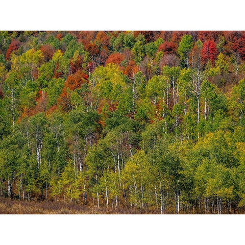 USA-Idaho-Highway 36 west of Liberty and hillsides covered with Canyon Maple and Aspens in autumn White Modern Wood Framed Art Print by Gulin, Sylvia