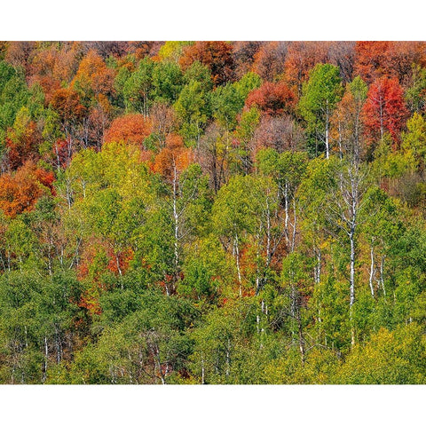 USA-Idaho-Highway 36 west of Liberty and hillsides covered with Canyon Maple and Aspens in autumn White Modern Wood Framed Art Print by Gulin, Sylvia
