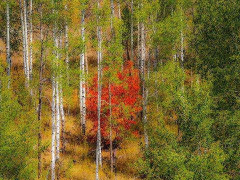 USA-Idaho-Highway 36 west of Liberty and hillsides covered with Canyon Maple and Aspens in autumn Black Ornate Wood Framed Art Print with Double Matting by Gulin, Sylvia