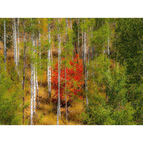 USA-Idaho-Highway 36 west of Liberty and hillsides covered with Canyon Maple and Aspens in autumn Black Modern Wood Framed Art Print with Double Matting by Gulin, Sylvia