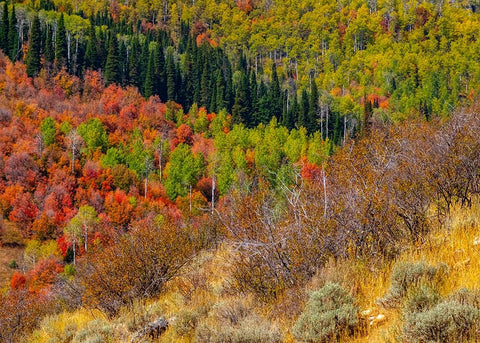 USA-Idaho-Highway 36 west of Liberty and hillsides covered with Canyon Maple and Aspens in autumn White Modern Wood Framed Art Print with Double Matting by Gulin, Sylvia