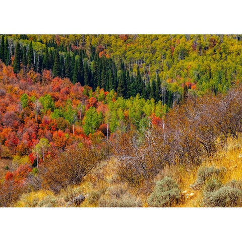 USA-Idaho-Highway 36 west of Liberty and hillsides covered with Canyon Maple and Aspens in autumn Black Modern Wood Framed Art Print by Gulin, Sylvia