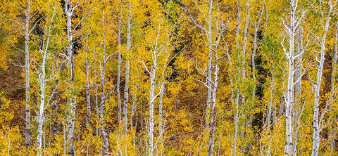 USA-Idaho-Highway 36 west of Liberty and hillsides covered with Aspens in autumn panorama Black Ornate Wood Framed Art Print with Double Matting by Gulin, Sylvia