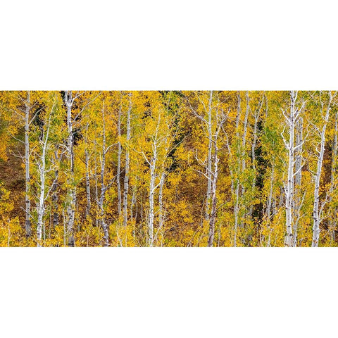 USA-Idaho-Highway 36 west of Liberty and hillsides covered with Aspens in autumn panorama Black Modern Wood Framed Art Print with Double Matting by Gulin, Sylvia
