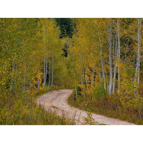 USA-Idaho-Highway 36 west of Liberty dirt road and Aspens in autumn Gold Ornate Wood Framed Art Print with Double Matting by Gulin, Sylvia
