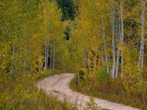 USA-Idaho-Highway 36 west of Liberty dirt road and Aspens in autumn White Modern Wood Framed Art Print with Double Matting by Gulin, Sylvia