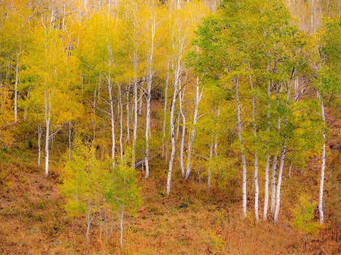 USA-Idaho-Highway 36 west of Liberty and hillsides covered with Aspens in autumn White Modern Wood Framed Art Print with Double Matting by Gulin, Sylvia