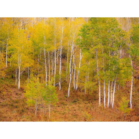 USA-Idaho-Highway 36 west of Liberty and hillsides covered with Aspens in autumn Black Modern Wood Framed Art Print by Gulin, Sylvia