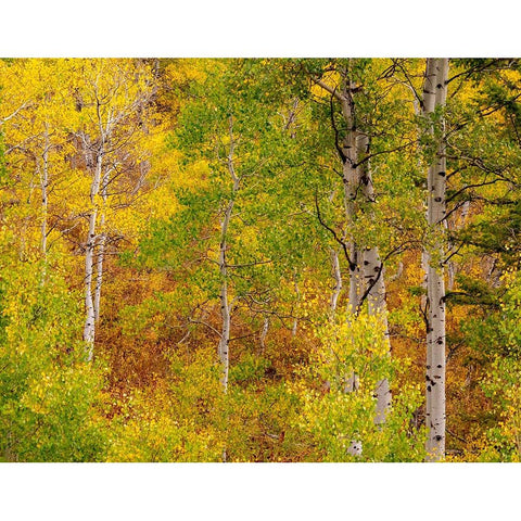 USA-Idaho-Highway 36 west of Liberty and hillsides covered with Aspens in autumn White Modern Wood Framed Art Print by Gulin, Sylvia